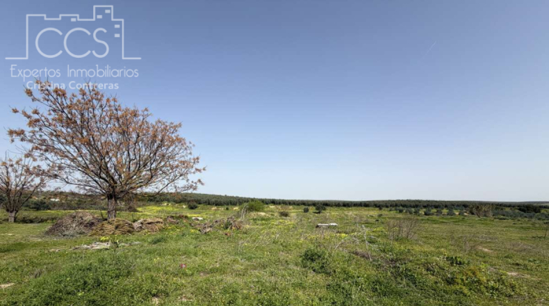 Sevilla - Pilas - 39764m2