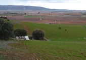 Xalet independent amb terreny en venda a la España, Valdepeñas, ref.: TR397878 foto