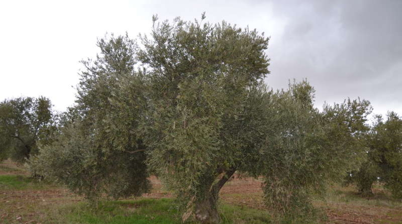 Burgos - Entrambasaguas - 500000m2
