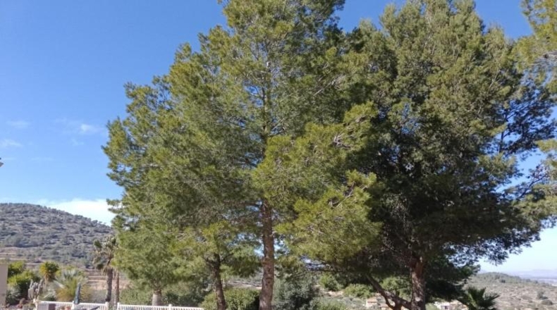 Múrcia - Favanella - 8521m2