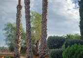 Detached villa with land for sale on España, Chiva, ref: TR373121 photo