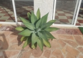 Xalet independent amb terreny en venda a la España, Benissa, ref.: TR246846 foto
