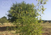 Non-developable land for sale on España, Almonte, ref: TR343279 photo