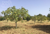 Non-developable land for sale on España, Almonte, ref: TR343279 photo