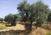 Non-developable land for sale on España, Almonte, ref: TR343279 photo