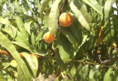 Non-developable land for sale on España, Almonte, ref: TR343279 photo