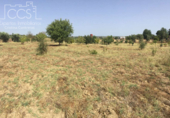 Non-developable land for sale on España, Almonte, ref: TR343279 photo