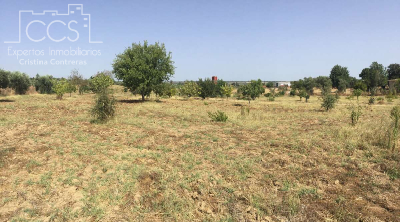 Хуэльва - Almonte - 15900m2