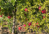 Non-developable land for sale on España, Almonte, ref: TR343279 photo
