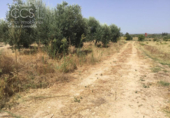 Non-developable land for sale on España, Almonte, ref: TR343279 photo