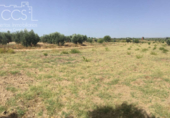 Non-developable land for sale on España, Almonte, ref: TR343279 photo
