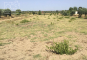 Non-developable land for sale on España, Almonte, ref: TR343279 photo