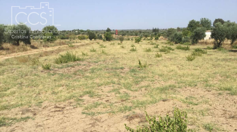 Хуэльва - Almonte - 15900m2