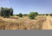 Non-developable land for sale on España, Almonte, ref: TR343279 photo