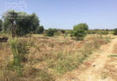 Non-developable land for sale on España, Almonte, ref: TR343279 photo