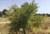 Non-developable land for sale on España, Almonte, ref: TR343279 photo