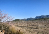 Non-developable land for sale on España, Castelló de Rugat, ref: TR342822 photo