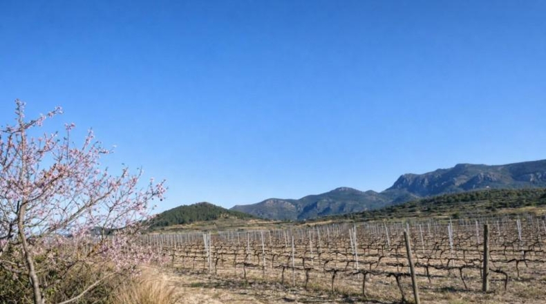 Valencia - Castellón de Rugat - 131737m2