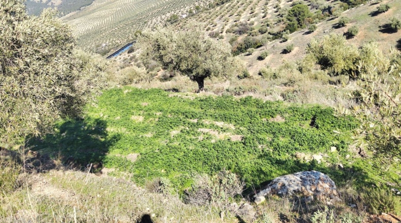 Jaén - Jaén - 8700m2