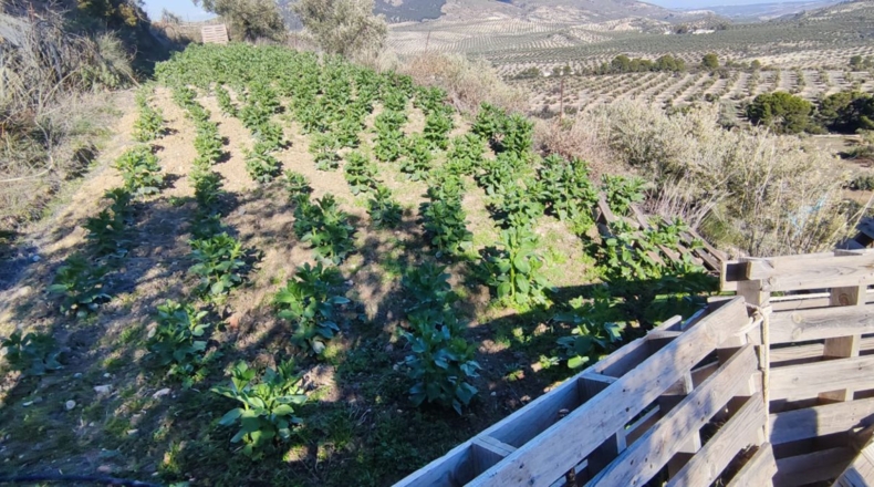 Jaén - Jaén - 8700m2