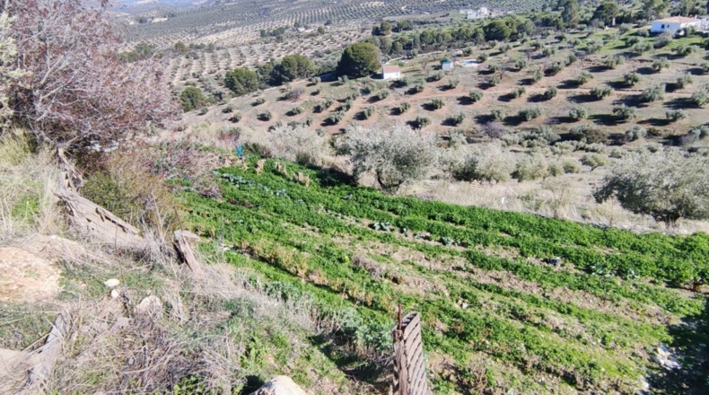 Jaén - Jaén - 8700m2