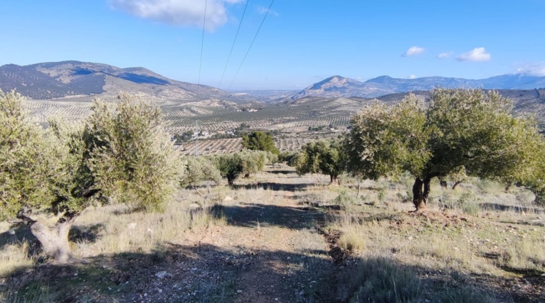 Jaén - Jaén - 8700m2