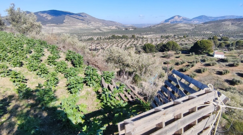 Jaén - Jaén - 8700m2