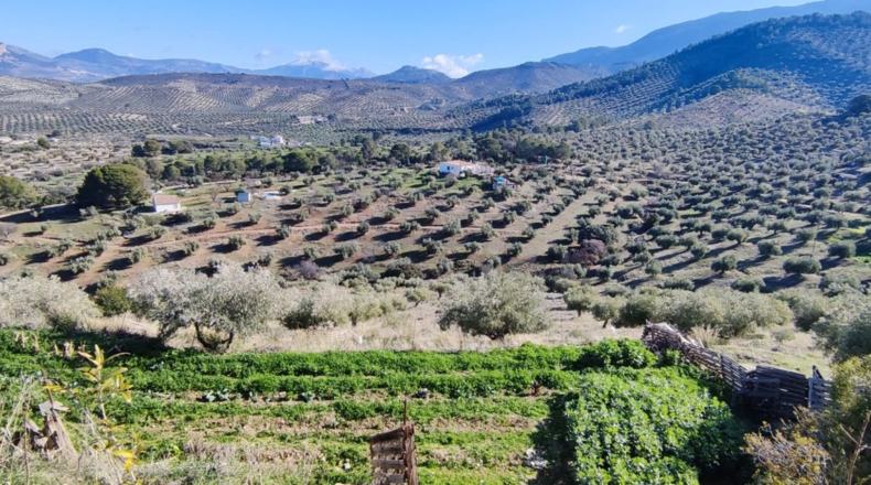 Jaén - Jaén - 8700m2