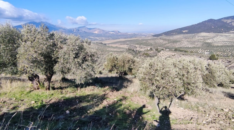 Jaén - Jaén - 8700m2