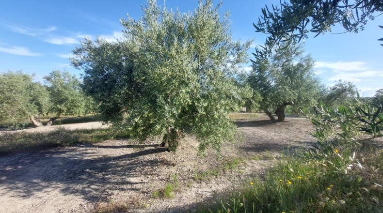 Jaén - Quesada - 21000m2