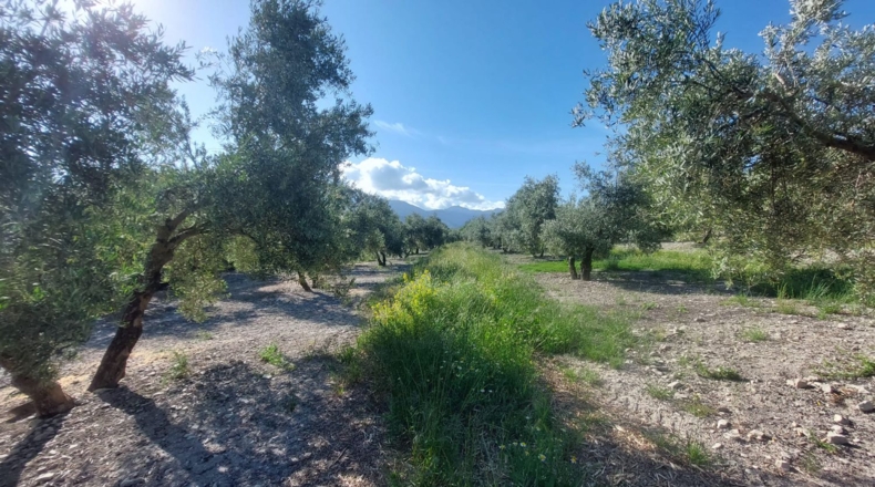 Jaén - Quesada - 21000m2