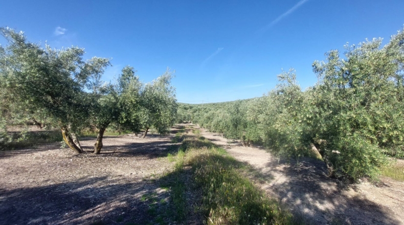 Jaén - Quesada - 21000m2
