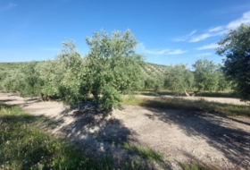 Quesada 21000&nbsp;м²