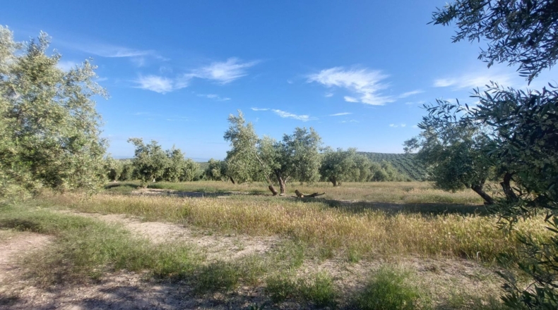 Jaén - Quesada - 21000m2