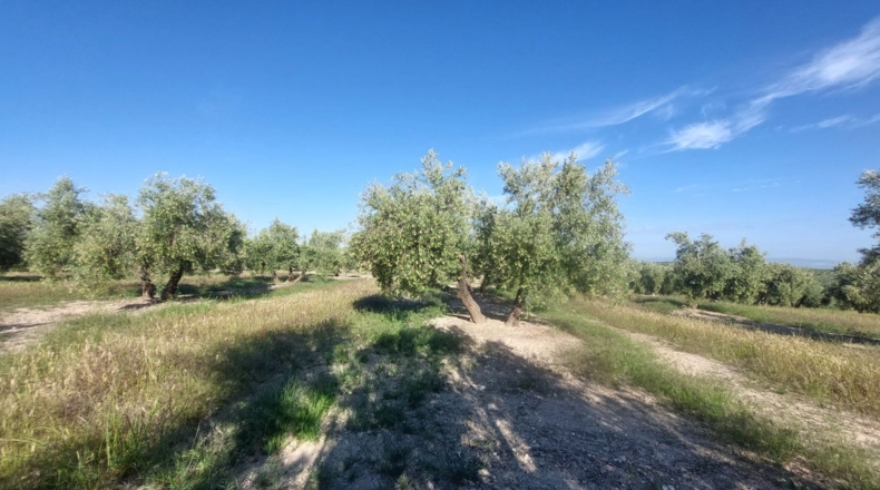 Jaén - Quesada - 21000m2