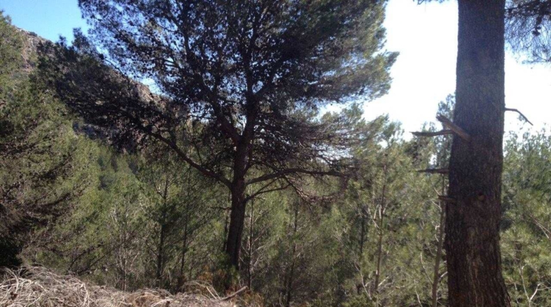 Alicante - Xaló - 5321m2