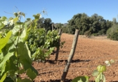 Finca rústica en venda a Santa Oliva ref.: TR408991 foto
