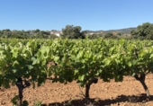 Finca rústica en venda a Santa Oliva ref.: TR408991 foto