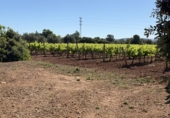 Finca rústica en venda a Santa Oliva ref.: TR408991 foto