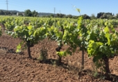 Finca rústica en venda a Santa Oliva ref.: TR408991 foto