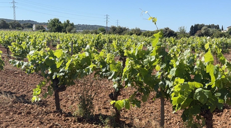 Tarragona - Santa Oliva - 15000m2