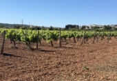 Finca rústica en venda a Santa Oliva ref.: TR408991 foto