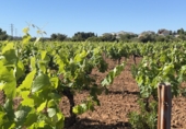 Finca rústica en venda a Santa Oliva ref.: TR408991 foto