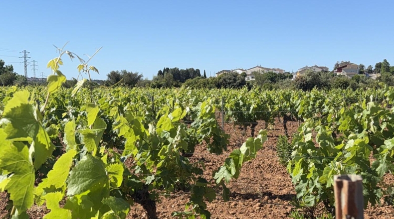 Tarragona - Santa Oliva - 15000m2