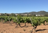 Finca rústica en venda a Santa Oliva ref.: TR408991 foto