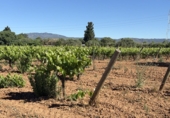 Finca rústica en venda a Santa Oliva ref.: TR408991 foto
