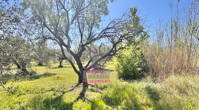 Валенсия - Albaida - 16290m2
