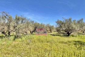 Albaida 16290&nbsp;m²