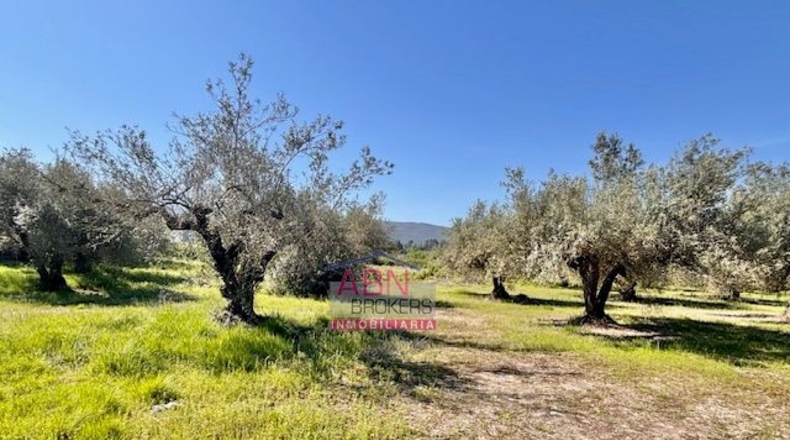 Валенсия - Albaida - 16290m2