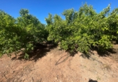 Finca rústica en venda a Castelló de la Plana ref.: TR409045 foto